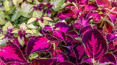 Coleus bitki süs yaprakları