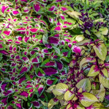 Coleus bitki süs yaprakları