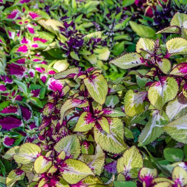 Coleus bitki süs yaprakları