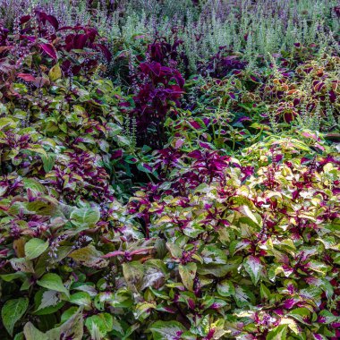 Coleus bitki süs yaprakları