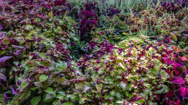 Coleus bitki süs yaprakları