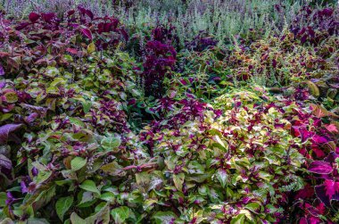 Coleus bitki süs yaprakları