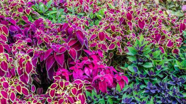 Coleus bitki süs yaprakları