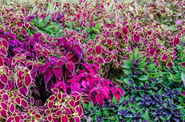 Coleus bitki süs yaprakları