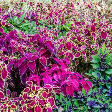 Coleus bitki süs yaprakları