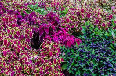 Coleus bitki süs yaprakları