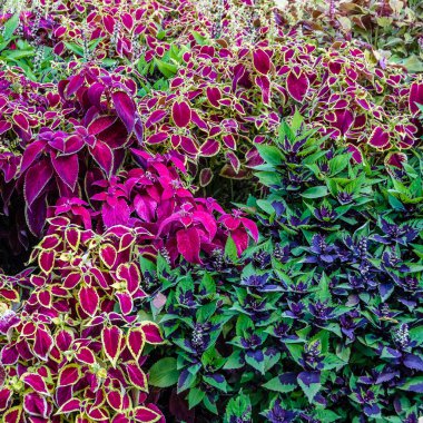 Coleus bitki süs yaprakları