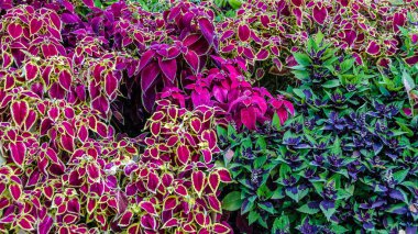 Coleus bitki süs yaprakları