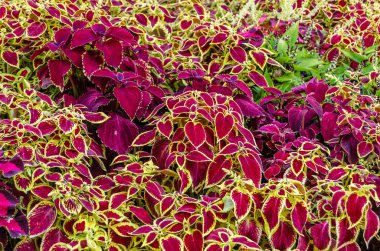 Coleus bitki süs yaprakları