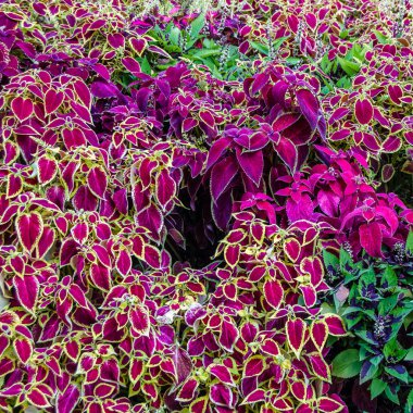 Coleus bitki süs yaprakları