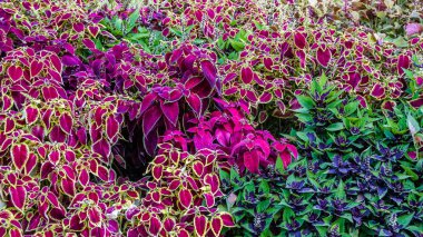 Coleus bitki süs yaprakları