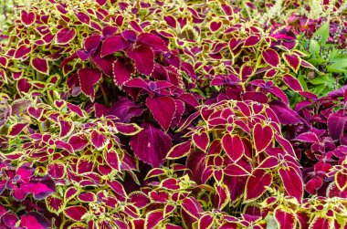 Coleus bitki süs yaprakları