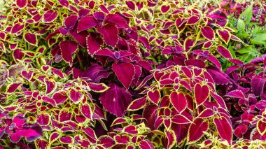 Coleus bitki süs yaprakları