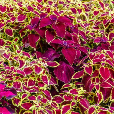 Coleus bitki süs yaprakları