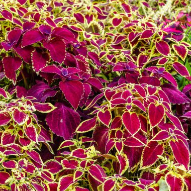 Coleus bitki süs yaprakları