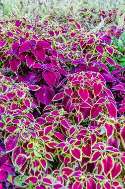 Coleus bitki süs yaprakları