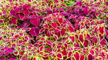 Coleus bitki süs yaprakları