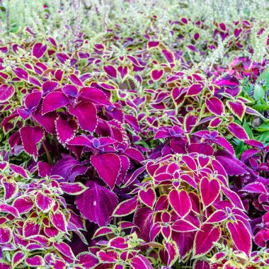 Coleus bitki süs yaprakları