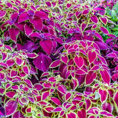 Coleus bitki süs yaprakları