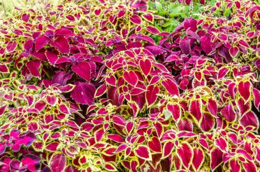 Coleus bitki süs yaprakları