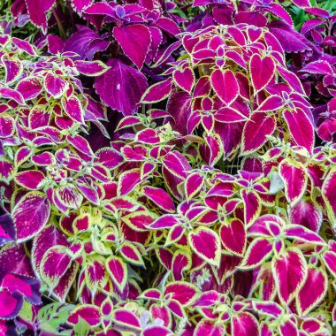 Coleus bitki süs yaprakları