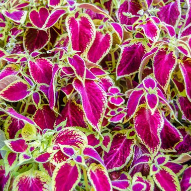 Coleus bitki süs yaprakları