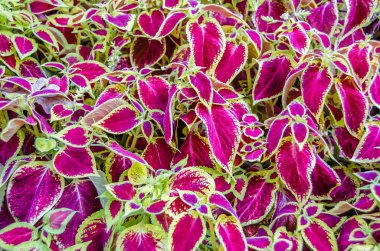 Coleus bitki süs yaprakları