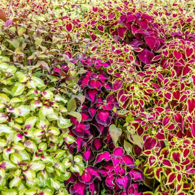 Coleus bitki süs yaprakları