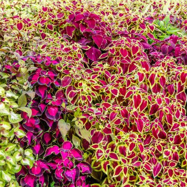 Coleus bitki süs yaprakları