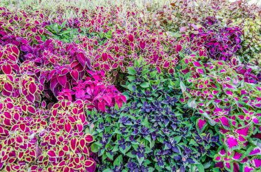 Coleus bitki süs yaprakları