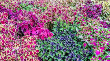 Coleus bitki süs yaprakları