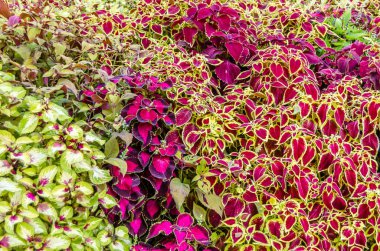 Coleus bitki süs yaprakları