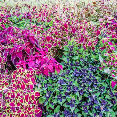 Coleus bitki süs yaprakları