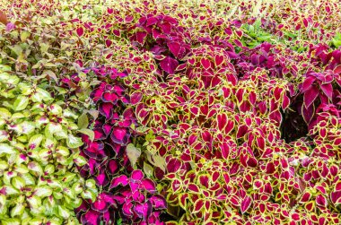 Coleus bitki süs yaprakları