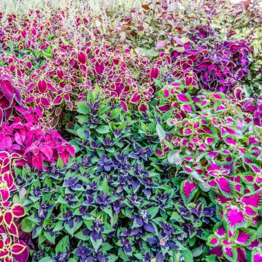 Coleus bitki süs yaprakları