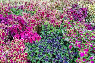 Coleus bitki süs yaprakları