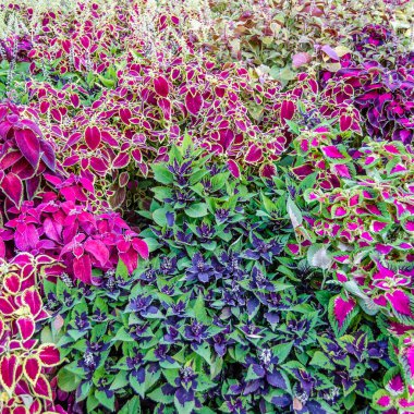 Coleus bitki süs yaprakları