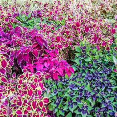 Coleus bitki süs yaprakları