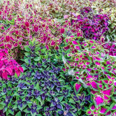 Coleus bitki süs yaprakları