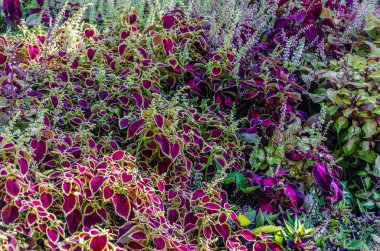 Coleus bitki süs yaprakları