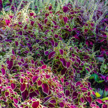 Coleus bitki süs yaprakları