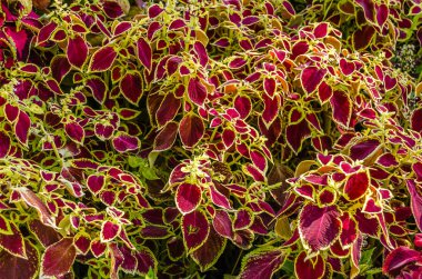 Coleus bitki süs yaprakları