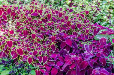 Coleus bitki süs yaprakları