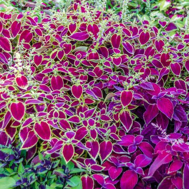 Coleus bitki süs yaprakları