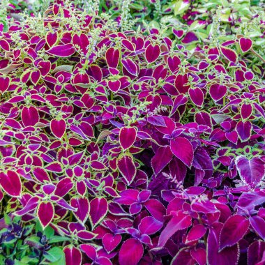 Coleus bitki süs yaprakları