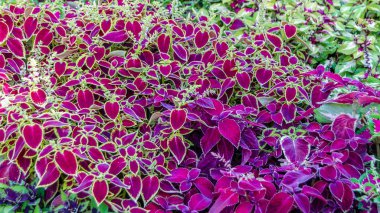 Coleus bitki süs yaprakları