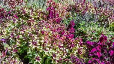 Coleus bitki süs yaprakları