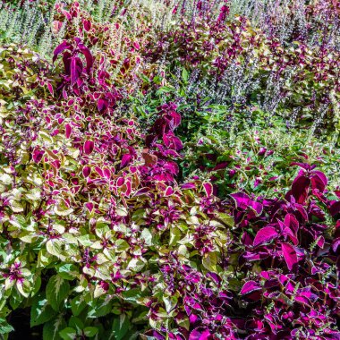 Coleus bitki süs yaprakları