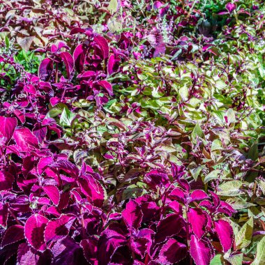 Coleus bitki süs yaprakları