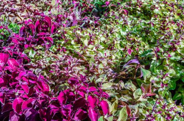 Coleus bitki süs yaprakları